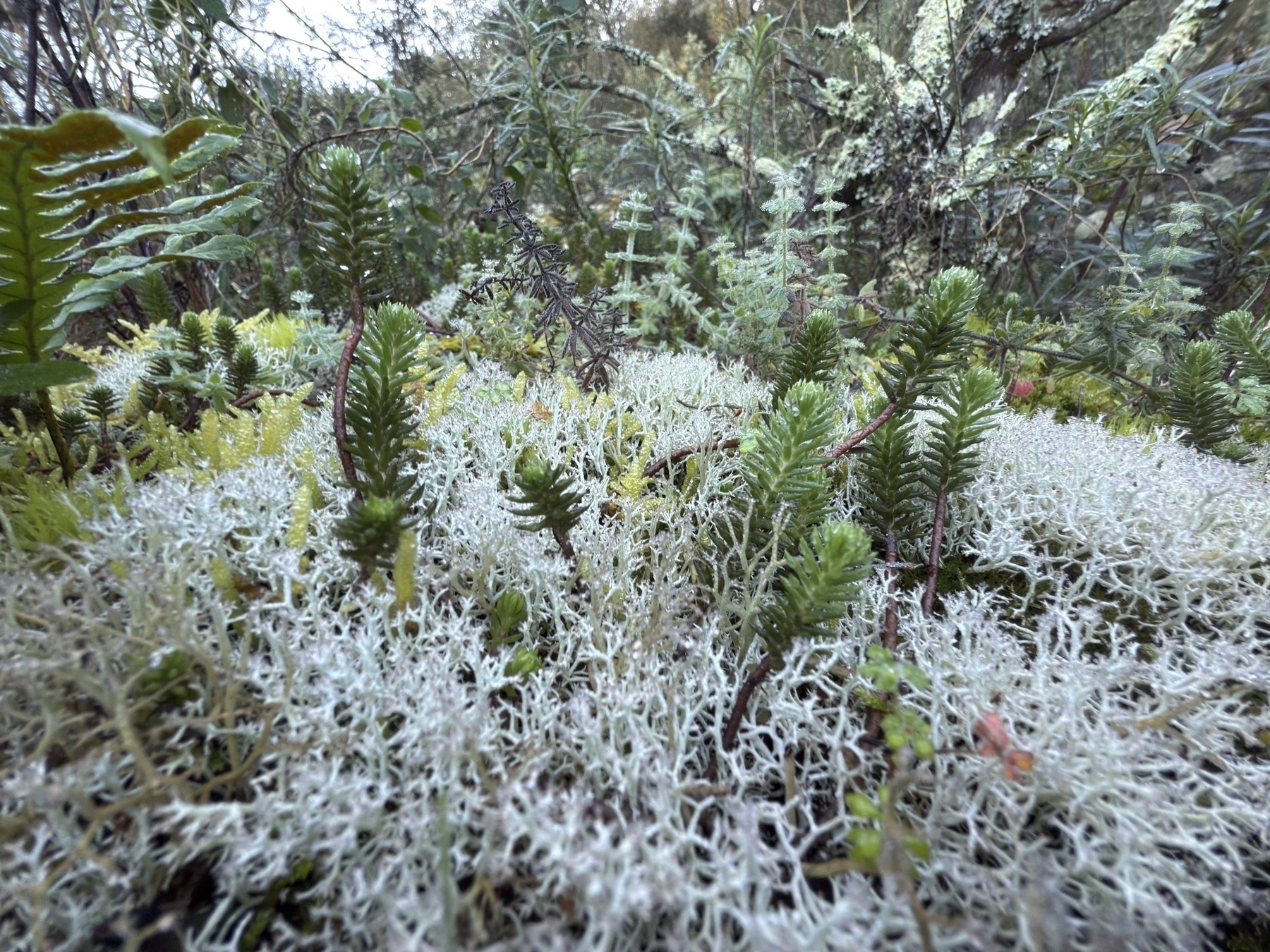 A lush forest floor is covered with a variety of green plants and white lichen.
