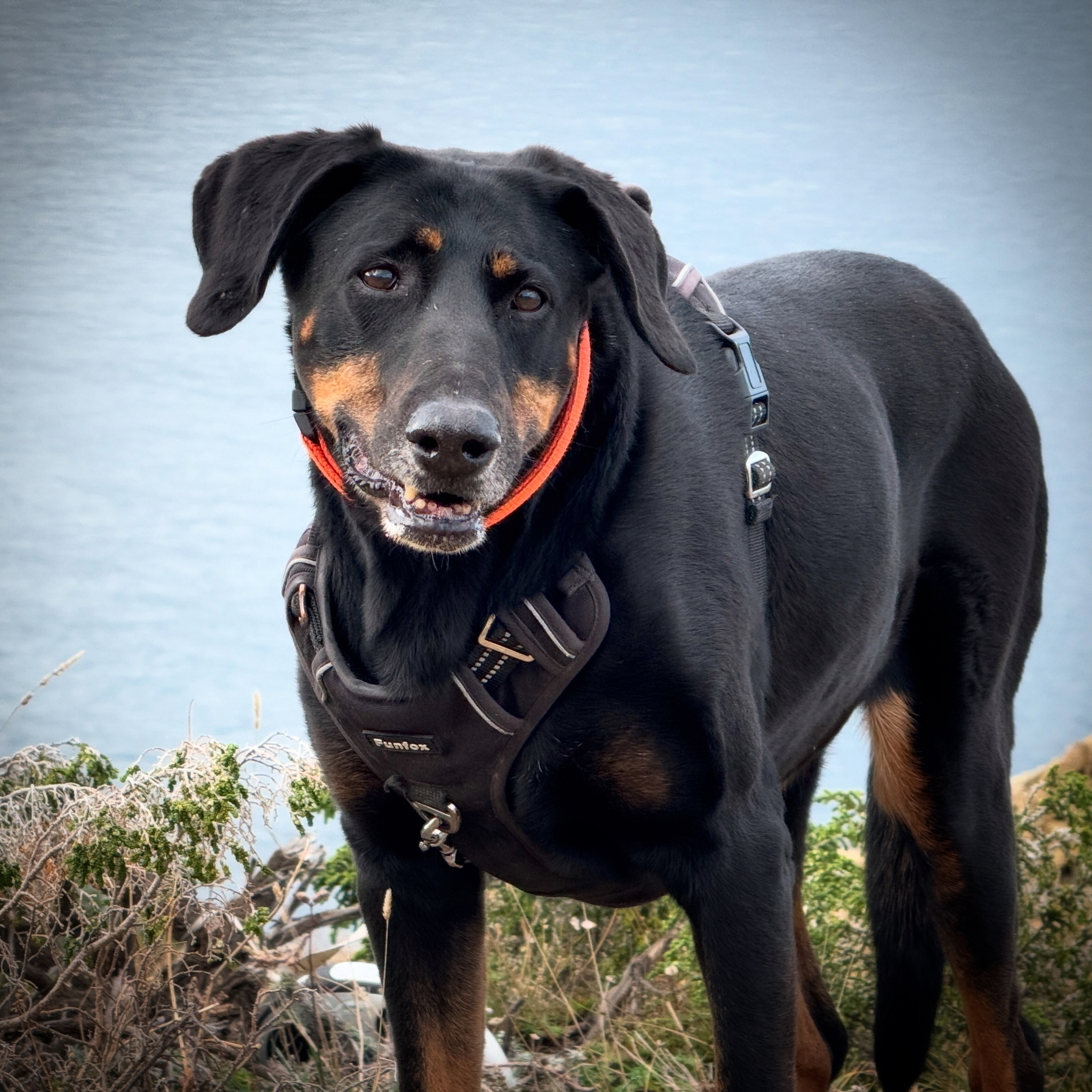 A black and tan dog (Doberman mix) wearing a harness stands near a body of water with foliage around.