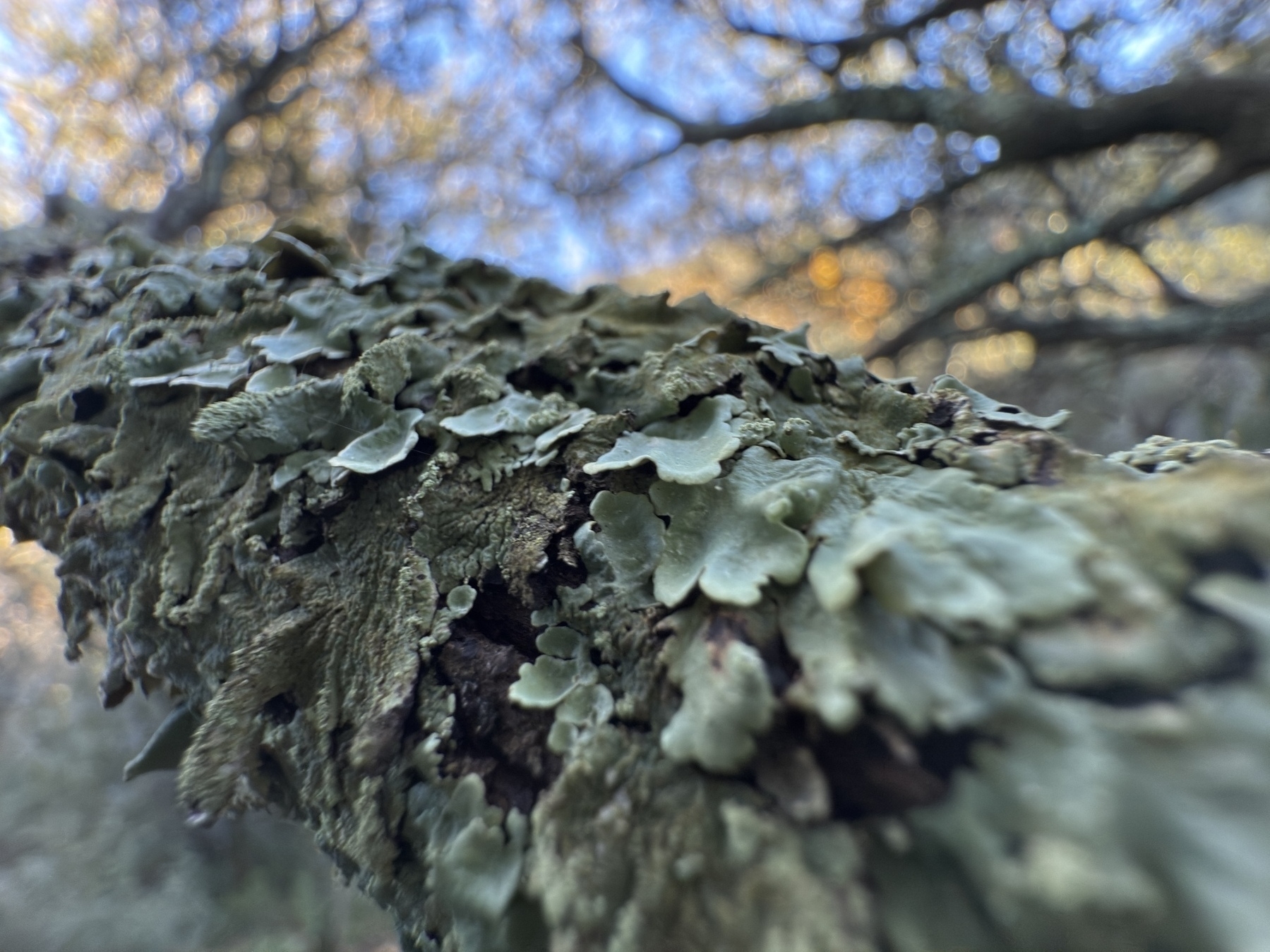 A close-up view of a tree branch covered in greenish-brown lichen with a blurred background of trees.